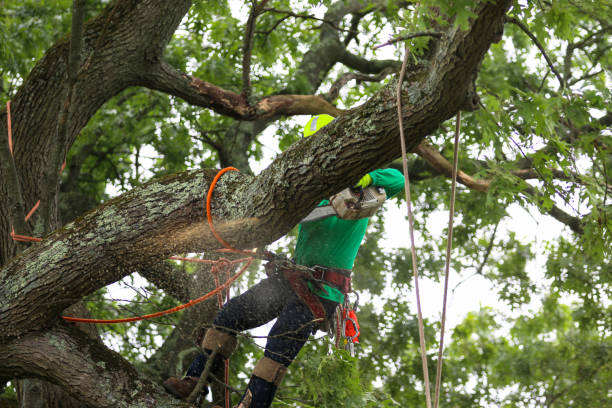 Best Tree Mulching  in Sorgho, KY