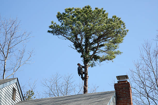 Reliable Sorgho, KY Tree Services Solutions